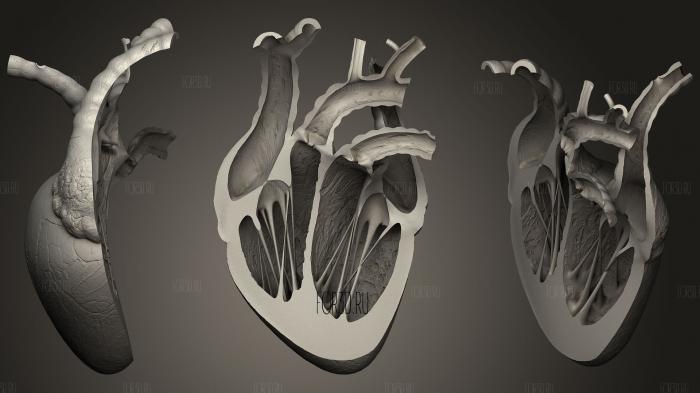 Heart Sliced stl model for CNC